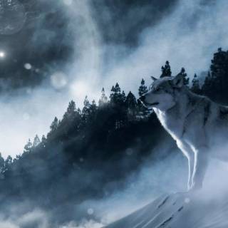 Wolf iPhone 12 wallpaper