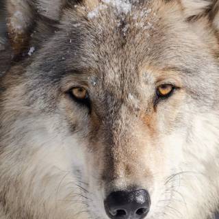 Wolf iPhone 12 wallpaper