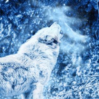 Wolf iPhone 12 wallpaper