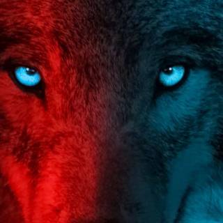 Wolf iPhone 12 wallpaper