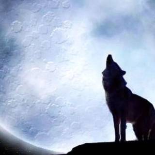 Wolf iPhone 12 wallpaper