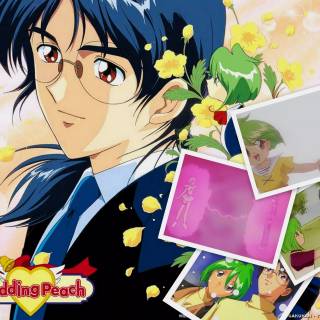 Wedding Peach wallpaper