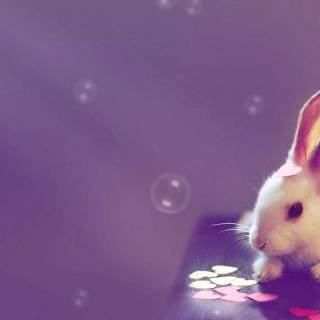 Cute purple bunny wallpaper