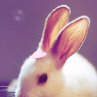 Cute purple bunny wallpaper