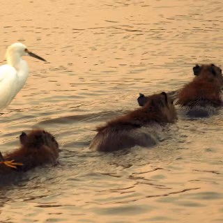 Capybara PC wallpaper