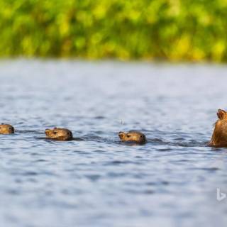 Capybara computer wallpaper