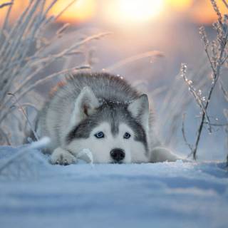 Husky in snow wallpaper