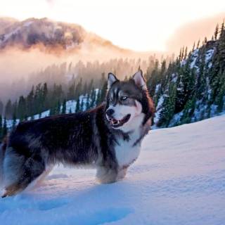 Husky in snow wallpaper
