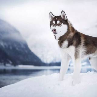 Husky in snow wallpaper