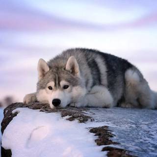 Husky in snow wallpaper