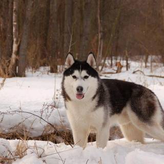 Husky in snow wallpaper
