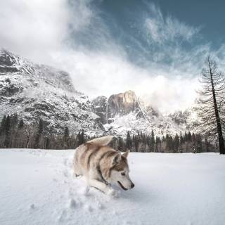 Husky in snow wallpaper