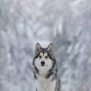 Husky in snow wallpaper