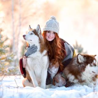 Husky in snow wallpaper