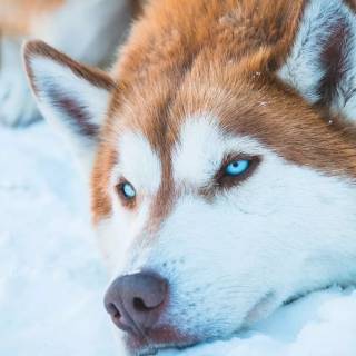 Husky in snow wallpaper