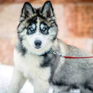 Husky in snow wallpaper