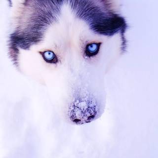 Husky in snow wallpaper