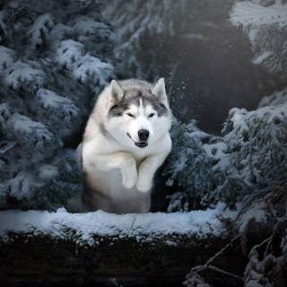 Husky in snow wallpaper