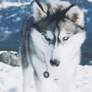Husky in snow wallpaper