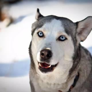 Husky in snow wallpaper