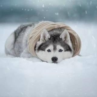 Husky in snow wallpaper