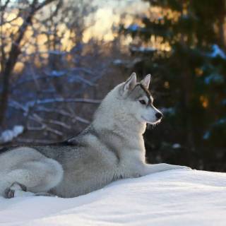 Husky in snow wallpaper