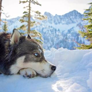 Husky in snow wallpaper