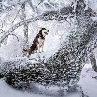 Husky in snow wallpaper
