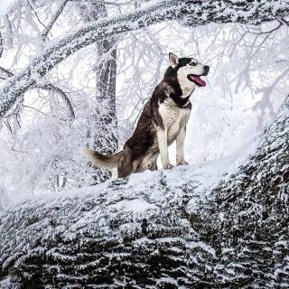 Husky in snow wallpaper