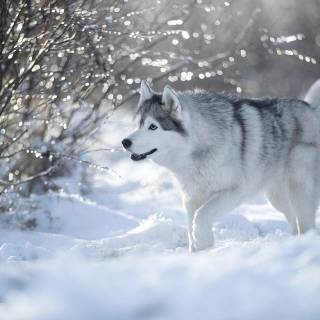 Husky in snow wallpaper