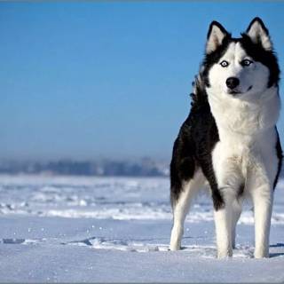 Husky in snow wallpaper