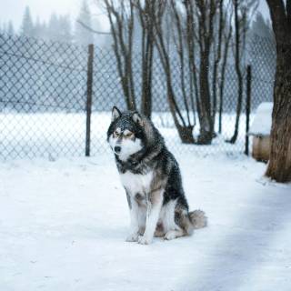 Husky in snow wallpaper
