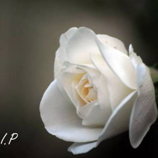 Rest in peace wallpaper