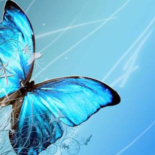 Butterfly wallpaper