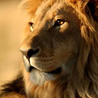 Lion wallpaper