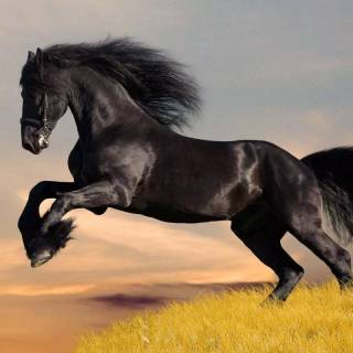 Horse wallpaper