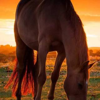 Horse wallpaper