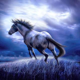 Horse wallpaper