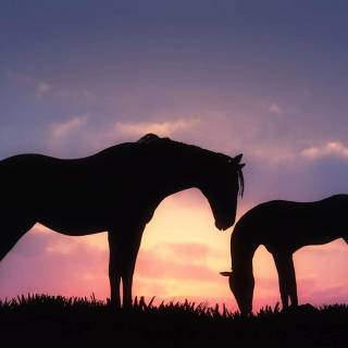 Horse wallpaper