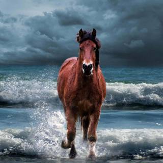 Horse wallpaper
