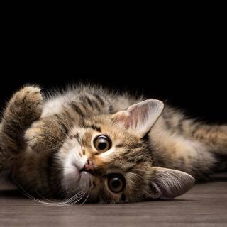 Kitten wallpaper