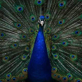 Peacock wallpaper