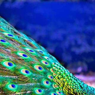 Peacock wallpaper