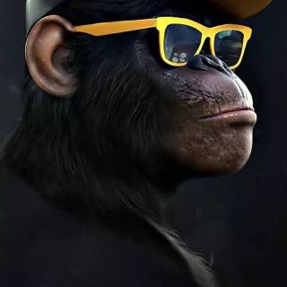 Monkey wallpaper