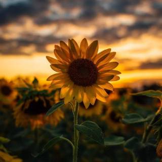 Sunflower wallpaper