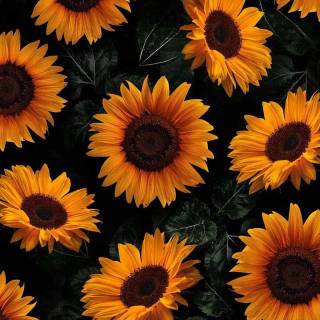 Sunflower wallpaper