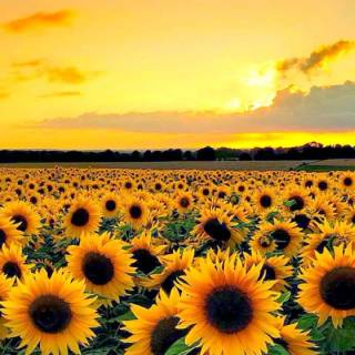 Sunflower wallpaper