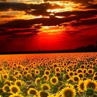 Sunflower wallpaper
