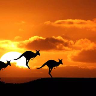 Australia wallpaper
