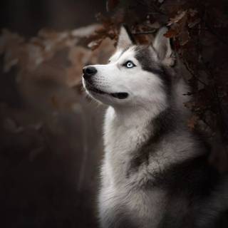 Husky wallpaper